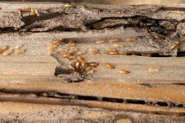 Best Cockroach Control Services  in Washburn, ND